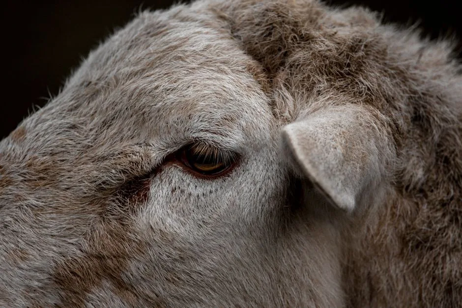 Exportul de ovine din România, blocat de o decizie controversată a Spaniei