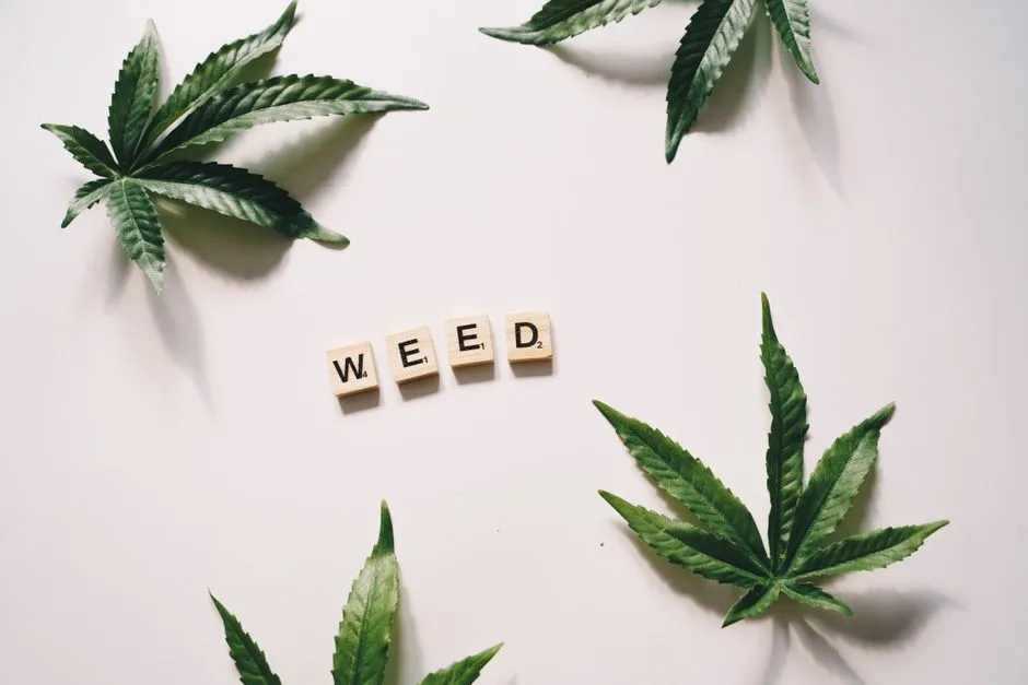 Marijuana în Hollywood: Impactul legalizării asupra economiei și culturii urbane