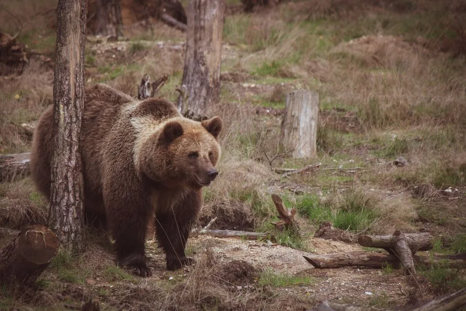 Urs sălbatic împușcat după atacul asupra unui turist elvețian pe Transfăgărășan