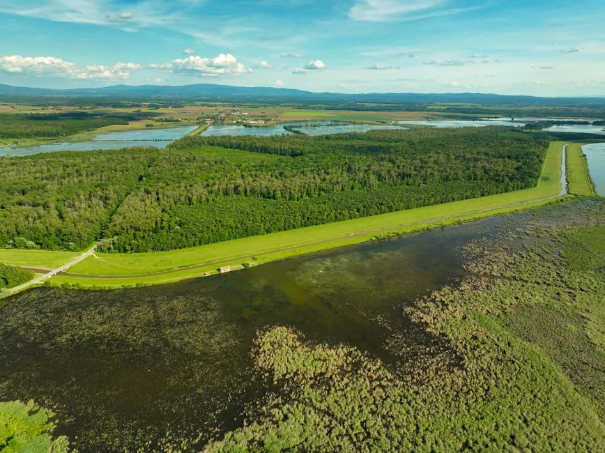 Protejarea biodiversității: Legea adoptată de Senat deschide calea pentru un mediu mai sănătos