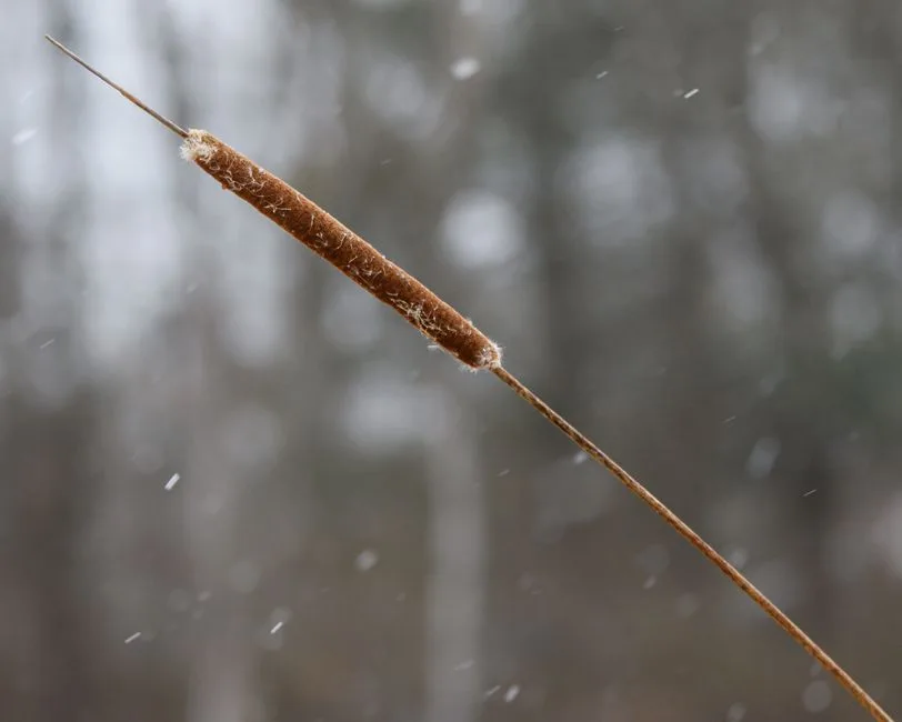 Vara extremelor: Caniculă și vijelii în Argeș - Harta alertelor meteo