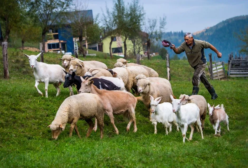 Subvenții APIA: Fermierii din Argeș pot obține 100 euro/ha - Iată ce acte sunt necesare!
