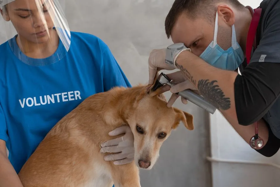9.000 de voluntari din Dolj se mobilizează pentru o zi de curățenie națională