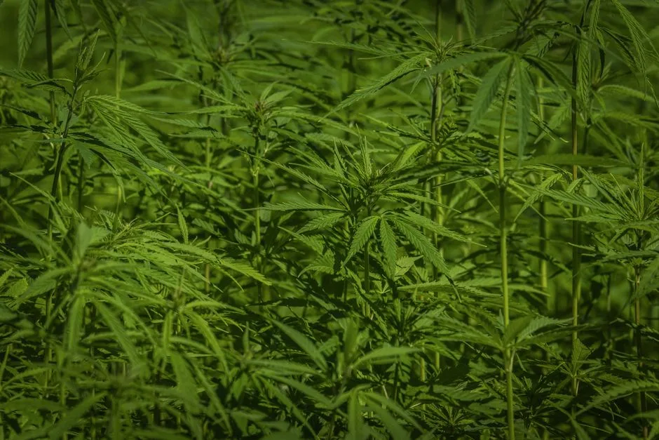 Plantație de canabis descoperită în apropierea localității Crevedia: o problemă în creștere pentru autorități